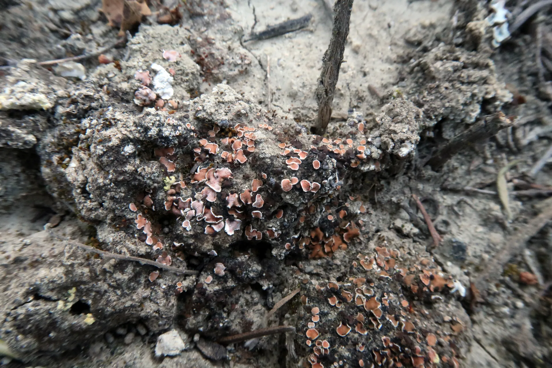 Psora decipiens - 1 - IMG_3061